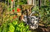 Le climat évolue et oblige les Français à repenser leur jardin et leur potager. © Thierry RYO, Adobe Stock