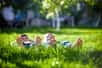 Les tiques peuvent aussi être présentes dans les jardins ! © Pahis, Adobe Stock