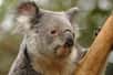 Le jour, les koalas ne choisissent pas leurs arbres au hasard. En cas de fortes températures, ils apprécient tout particulièrement les grands arbres au feuillage dense, car ils bloquent mieux les rayons du soleil et qu'il y fait donc plus frais. Ainsi, les programmes de conservation ne devraient plus négliger le rôle de ces végétaux impliqués dans la thermorégulation de ces marsupiaux, surtout lorsqu’une augmentation de la fréquence des événements climatiques extrêmes est attendue dans les années à venir.