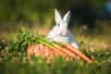 Les carottes peuvent être appréciées par les lapins, même si elles n'entrent pas dans leur alimentation typique dans la nature. Par contre, comme tous les aliments sucrés, elles peuvent provoquer des prises de poids et favoriser les caries. Il faut donc limiter leur présence et préférer du foin et des légumes verts, comme les fanes des carottes. © Rita Kochmarjova, Adobe Stock