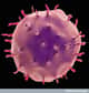 Les plasmocytes sont des globules blancs différenciés et capables de produire des anticorps contre un antigène particulier. © Wellcome Images, Flickr, cc by nc nd 2.0