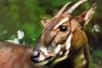 Au cœur des forêts montagneuses du Vietnam et du Laos vit une créature si rare qu'elle n'a été observée par des scientifiques qu'en 1993. Le saola, surnommé « licorne asiatique », n'a pas été aperçu depuis 2013, laissant craindre son extinction. Une avancée majeure vient d'être réalisée : son génome a été entièrement séquencé, offrant un nouvel espoir pour sa conservation. Cette découverte pourrait-elle sauver cette espèce mythique de l'extinction ?