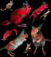 Sous les UV, le pelage de ces lièvres sauteurs brillent d'un rouge rosé intense. © Erik R. Olson et al. Scientific Reports