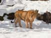 Une tempête de neige exceptionnelle a touché l'Afrique du Sud, avec un froid remarquable en cette fin d’hiver dans l’hémisphère Sud. Lions, girafes et zèbres ont été surpris pour cette arrivée massive d’air froid accompagnée d’un dangereux blizzard pour les automobilistes.