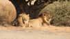 Deux lions dans le parc de Gir en Inde. © varun, Adobe Stock