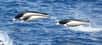 Trois dauphins aptères australes photographiés au large de la pointe sud du Chili. © Domaine public