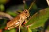 Les criquets migrateurs Locusta migratoria migrent lorsqu’ils se sont reproduits trop rapidement et que les ressources de nourriture viennent à manquer. © katebartnik, Flickr, CC by-nc-nd 2.0
