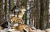 Depuis les années 1990, le loup est de retour en France après des décennies d’absence. Il serait arrivé par l’Italie, dans le Mercantour, au sud des Alpes, où il reste particulièrement présent.