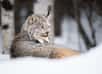 Un lynx du Canada adulte. © Jillian, Adobe Stock