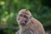 À partir de cellules souches embryonnaires d'un premier macaque, des chercheurs ont réussi à faire naître un second macaque. © Monika, Adobe Stock