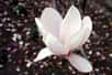 Utilisé depuis des siècles dans les médecines traditionnelles chinoise et japonaise pour traiter l'anxiété, l'honokiol, issu de l’écorce de magnolia, agit sur des cellules cancéreuses in vitro et in vivo dans des modèles de souris.