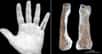 Une phalange trouvée en Tanzanie (Afrique de l'Est), dans les mythiques gorges d'Olduvai, repousse un peu plus dans le passé l'apparition de la main moderne chez les hominines : 1,84 million d'années.