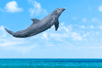 L'évolution des mammifères marins a atteint un point de non-retour intéressant. Les dauphins et les orques, jadis terrestres, se sont si bien adaptés à la vie aquatique qu'un retour sur terre est désormais impossible. Cette découverte soulève des questions intrigantes sur la nature irréversible de certaines adaptations évolutives. Que nous révèle cette étude sur le destin des espèces marines ?