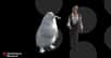 Modélisation comparant le manchot géant de Nouvelle-Zélande Crossvallia waiparensis avec une femme adulte de taille moyenne. © Canterbury Museum, Sketchfab