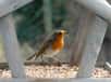 Installer une mangeoire permet d'aider les oiseaux à se nourrir pendant certaines périodes de l'année. © yvonne, Adobe Stock