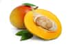 La mangue (Mangifera indica) est un fruit exotique très consommé en France. Sa chair fondante et sucrée entoure un gros noyau aussi appelé amande. Comment obtenir un arbuste ou une plante d’intérieur, à partir de cette amande ?