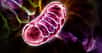La maladie de Parkinson est associée à des défauts des mitochondries. Or, une réponse immunitaire trouvant son origine dans l’intestin pourrait empêcher le développement de la maladie, grâce au contrôle que le système immunitaire exerce sur les mitochondries.