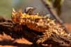 Le diable cornu n’a d’effrayant que l’apparence : ce petit lézard endémique des déserts australiens s’avère inoffensif, excepté pour les fourmis qu’il engloutit par centaines ! © Reto Ammann, Adobe Stock