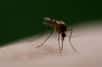 Des chercheurs de l'université de Californie ont développé une technologie particulièrement efficace pour créer des populations de moustiques génétiquement modifiés pour résister au paludisme. La technique qui utilise le système CRISPR-Cas9 avait fait ses preuves chez la drosophile.
