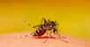La dengue fait un retour en force en France métropolitaine. Les cas sont en impressionnante recrudescence, principalement importés en métropole depuis les Antilles. Alors que la saison d’activité du moustique tigre et les Jeux olympiques se rapprochent, les autorités sanitaires appellent à la vigilance.