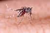 Zika, dengue, chikungunya... Ces maladies virales transmises par le moustique-tigre gagnent du terrain dans le monde. Passager clandestin arrivé en 2004 dans le département des Alpes-Maritimes, l'insecte hautement indésirable colonise progressivement la France métropolitaine. D'où l'importance d'identifier les foyers et de les circonscrire.