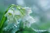 Le muguet, aussi connu sous le nom de Convallaria majalis, est une plante herbacée à fleurs blanches en forme de clochettes, célèbre pour son parfum délicat et sa floraison printanière.