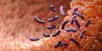 Un composé sécrété par le microbiote intestinal pourrait traiter les allergies alimentaires, en préventif comme en curatif. © merklicht.de, Adobe Stock