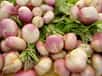 Ronds, longs, violet, blanc ou rose, les navets (Brassica rapa) sont des légumes très appréciés. Faciles à cultiver au potager, ils demandent peu de soins, une fois semés.