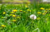 Pourquoi ne pas tondre en avril est bénéfique pour la nature ? © Pellinni, Adobe Stock
