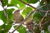 Un troglodyte mignon en train de construire son nid. © Adrian, Adobe Stock