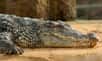 Sais-tu quel animal aquatique, vénéré par les anciens Égyptiens, est une vraie pipelette ? Aujourd’hui, on va parler du crocodile du Nil dans Bêtes de Science.
