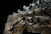 Les paléontologues qui l’ont étudié sont unanimes : ce dinosaure est « le fossile le plus impressionnant qu’ils aient jamais vu ». Découvert il y a six ans, ce nodosaure est en effet étonnamment bien conservé et sa description en mai 2017 a fait sensation. On pourrait penser qu’il est mort il y a seulement quelques jours. Les détails de ses écailles, les pointes et même ce qui pourrait être les restes d’un repas sont encore bien visibles, plus de 110 millions d’années après sa disparition.