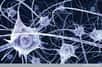 En étudiant le développement de la souris, des chercheurs viennent de faire une découverte majeure sur la formation du système nerveux parasympathique : ses neurones proviendraient, contrairement à ce que l'on croyait, de précurseurs de cellules gliales qui changeraient de destinée. Cette meilleure compréhension sera probablement utile pour mieux traiter des pathologies liées à cette partie du système nerveux autonome.
