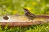 Quand il faut chaud, pensez aux oiseaux ! Ici, un petit oiseau se baigne et boit dans une soucoupe d'eau. © Hans-Joerg Hellwig, Adobe Stock