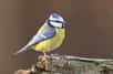 Chaque année, des milliers d'oiseaux périssent ou sont gravement assommés en heurtant des surfaces vitrées qu'ils ne perçoivent pas comme des obstacles. Ce phénomène, amplifié par l'urbanisation croissante et l'usage intensif de vitres pour accentuer la luminosité des intérieurs, constitue pourtant une menace majeure pour la biodiversité aviaire. Il est temps d’éviter ces collisions pour protéger ces oiseaux !