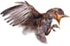 Voici « Belone ». C’est le surnom qu’ont donné les paléontologues à ce malheureux oisillon conservé dans un morceau d’ambre depuis près de 100 millions d’années. On peut y distinguer les pattes armées de griffes, ses ailes déjà couvertes de plume et aussi sa tête. Pour les chercheurs, cet énantiornithe était capable de voler aussitôt l’œuf éclôt.