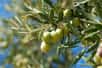 Pour produire de nombreuses et délicieuses olives, l'olivier (Olea europaea) nécessite des étés chauds et des hivers doux. Cet arbre au feuillage persistant, qui peut mesurer plus de 10 mètres de hauteur, doit être régulièrement taillé pour garantir une production abondante de fruits sur plusieurs années.