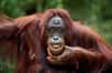 Quel est le point commun entre un orang-outang et un beatboxer ? Ils ont tous deux la capacité d'émettre deux sons de façon simultanée. Dans le monde animal, la biphonation est un phénomène rare. Des chercheurs viennent de l'observer chez les grands singes et la capacité de produire deux types de sons (avec ou sans voix) est probablement à rapprocher avec les origines de ce qui est devenu le langage humain.