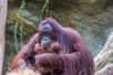 Une nouvelle espèce d’orangs-outans a été découverte sur l’île de Sumatra, en Indonésie. C’est la première fois depuis 1929 qu’une nouvelle espèce de grands singes est identifiée. L’animal, dont les scientifiques ont reconstitué la lignée, pourrait disparaître dans les prochaines décennies.
