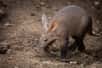 Un oryctérope ou cochon de terre. © AB Photography, Adobe Stock&nbsp;