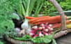 Pour déguster les premiers jeunes légumes dès le mois d’avril, commencez le semis de variétés résistantes à cycle court à partir de la mi-janvier. À l’abri et au chaud, cultivez des carottes, navets, radis, petit pois et bien d’autres légumes croquants et savoureux, annonciateurs du printemps.