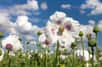 Des chercheurs internationaux ont travaillé sur le génome du pavot à opium et ont trouvé comment la plante avait évolué pour produire des opiacés, aujourd’hui utilisés en médecine humaine. Cette recherche pourrait fournir de nouveaux outils pour améliorer la production de médicaments antidouleur.