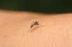Lorsque les moustiques attaquent, nous ne sommes pas tous égaux face à leur menace : certains attire plus les piqûres de moustiques que d’autres. Mais quels sont les facteurs qui influencent les choix des moustiques ?