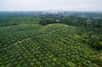 Moins de place, pour plus de rendement, c'est la promesse de ces palmiers miniatures testés en Malaisie, à l'heure où les plantations d'huile de palme couvrent 27 millions d'hectares à travers le globe, détruisant les forêts tropicales et la précieuse biodiversité qu'elles abritent. La Malaisie affiche le taux de déforestation le plus rapide parmi les pays producteurs, avec 14,4 % de ses forêts perdues entre 2000 et 2012.