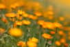 Calendula marigold. © hdesert, Adobe Stock