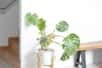 Sécheresse ou oubli d’arrosage, il peut arriver qu’une plante manque cruellement d’eau. Comment sauver une plante desséchée ? Voici trois astuces à appliquer pour prendre soin des plantes qui manquent d’eau.