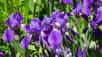 Floraison d'iris. © argenlant, fotolia