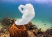 Au rythme actuel d'augmentation de la production des matières plastique, l'océan mondial en portera une masse égale à celle de tous les poissons réunis : c'est ce qu'affirme une étude publiée à l'occasion du forum de Davos. Le rapport explique aux dirigeants des pays riches que l'absence de recyclage fait perdre 40 milliards de dollars (36,7 milliards d'euros au cours actuel) par an.