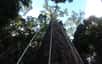 Le grimpeur malaisien Unding Jami a escaladé le plus grand arbre tropical du monde, baptisé Menara, dans la forêt de Bornéo. © Unding Jami