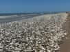 Les poissons morts retrouvés sur les plage du Texas font principalement partie de l'espèce du menhaden du Golfe du Mexique. © Quintana Beach County Park
